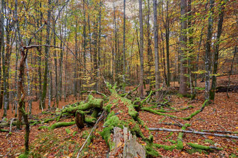 Gemeinde Bayerisch_Eisenstein Landkreis Regen Hans-Watzlik-Hain Totholz (Dirschl Johann) Deutschland REG